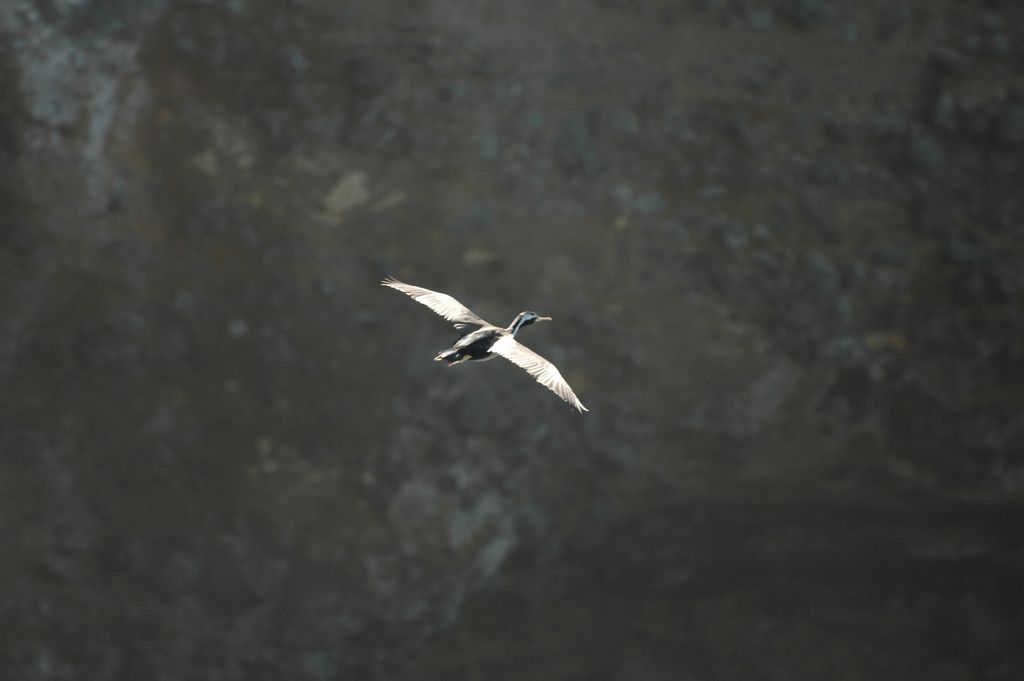 Les oiseaux à Taiaroa Head